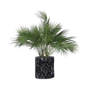 No.25 - 022022 Black Planter & Phoenix Palm
