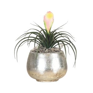 Silver Glossy Planter & Tillandsia Plant No.6