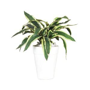 White Planter & Sanseveria No.78 ( 19 )