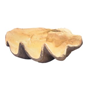 Large Clam Shell Accent Natural 74716