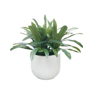 Home Decor Flower Arrangement No-69 Glossy White Draceana 24 Front View