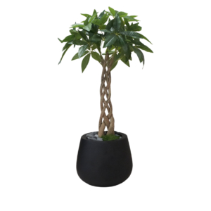 Home Decor Matt Black Pot / Chinese Good Fortune Plant No.17-25 Front View