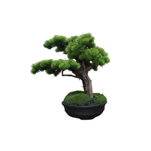 Home Decor Bonsai Lohansung Front View