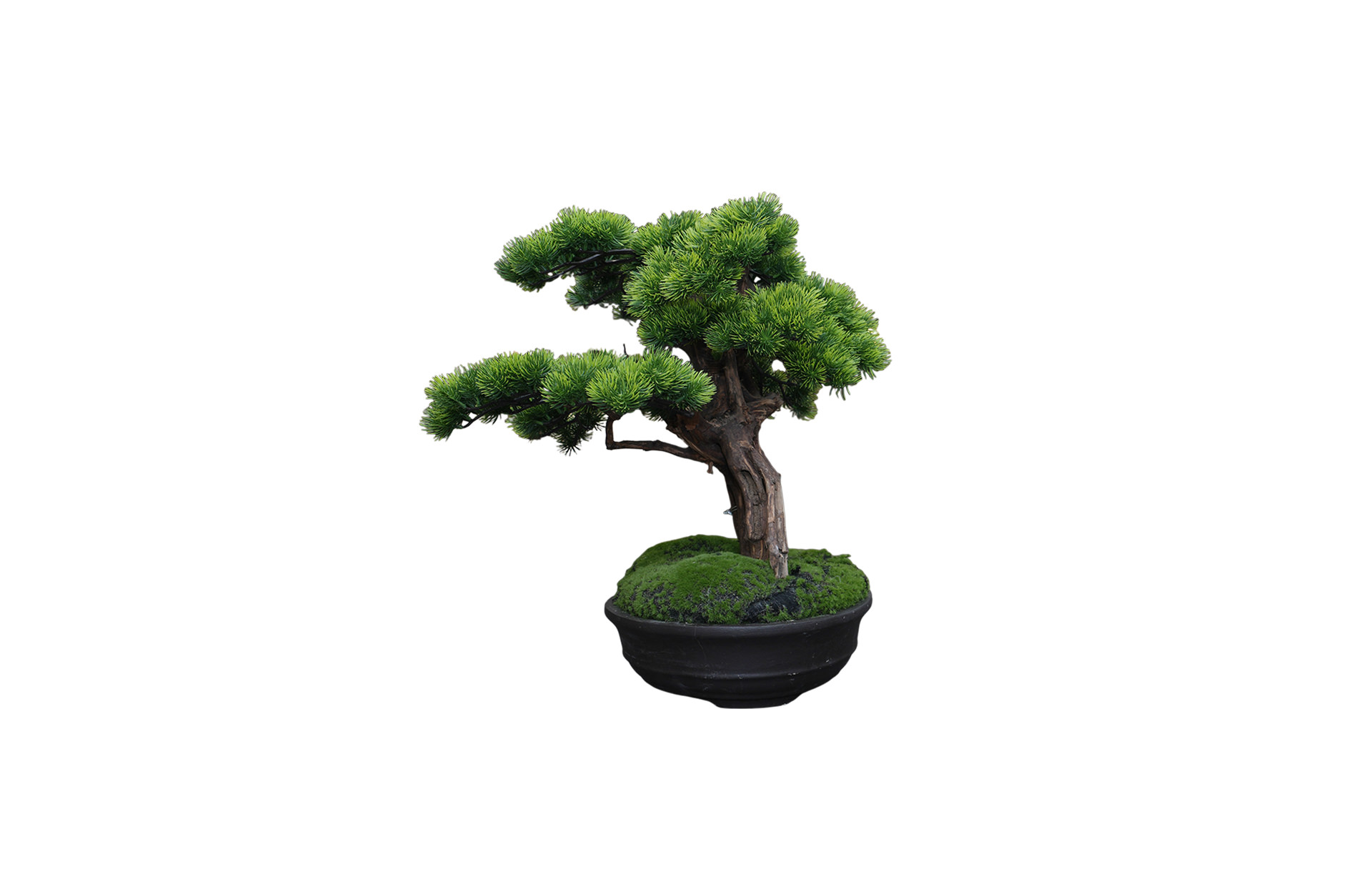 Home Decor Bonsai Lohansung Front View
