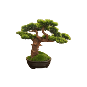 Home Decor Bonsai Lohansung Front View
