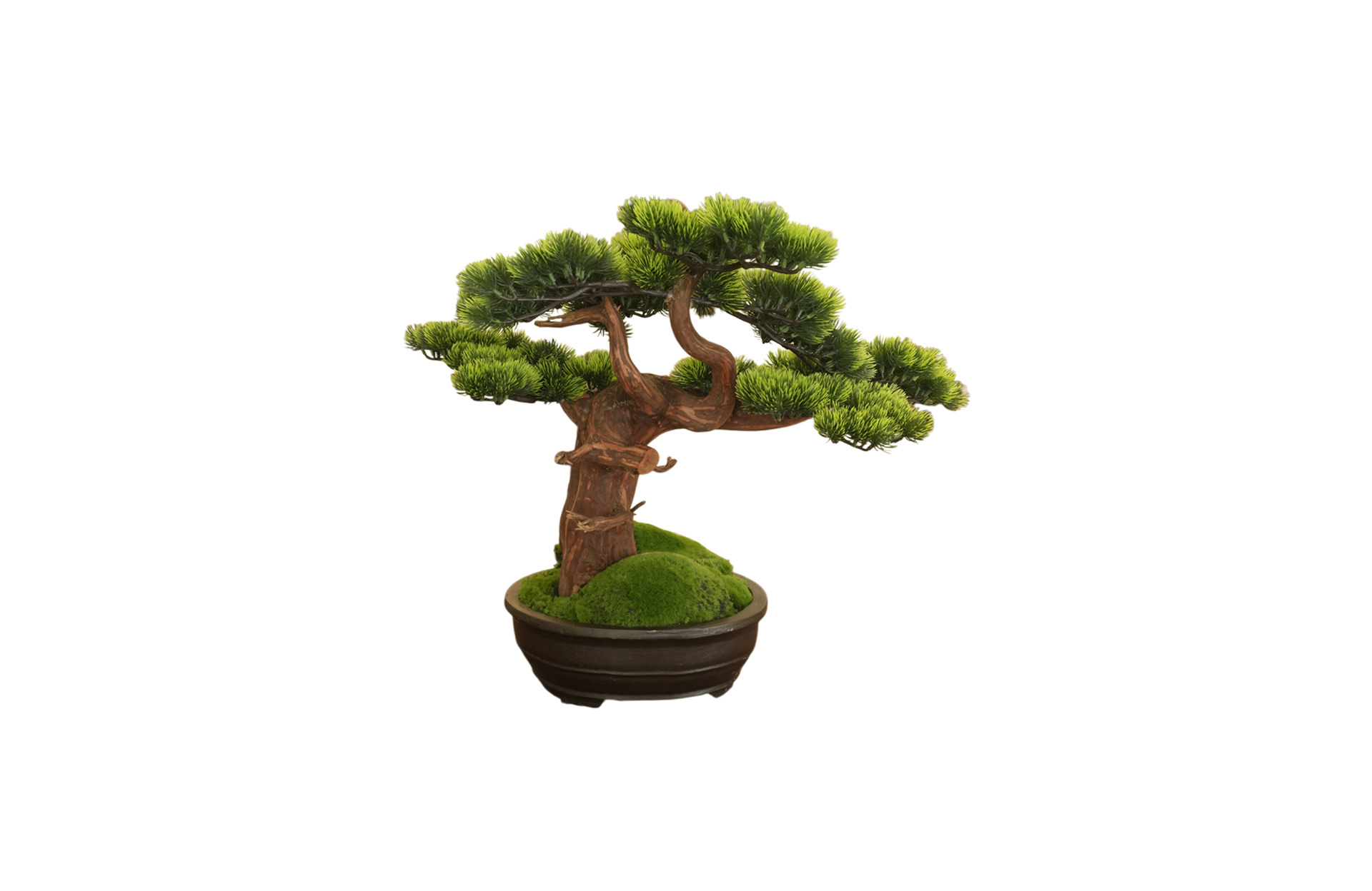 Home Decor Bonsai Lohansung Front View