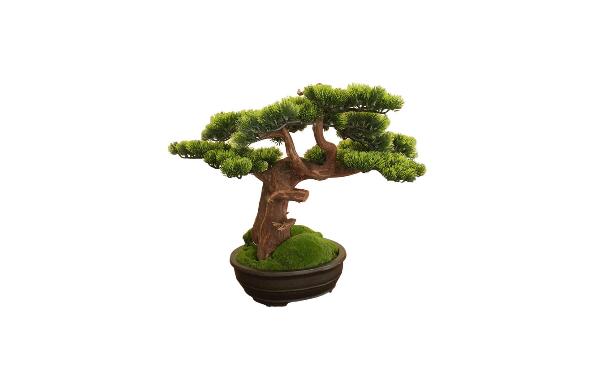 Home Decor Bonsai Lohansung Side View
