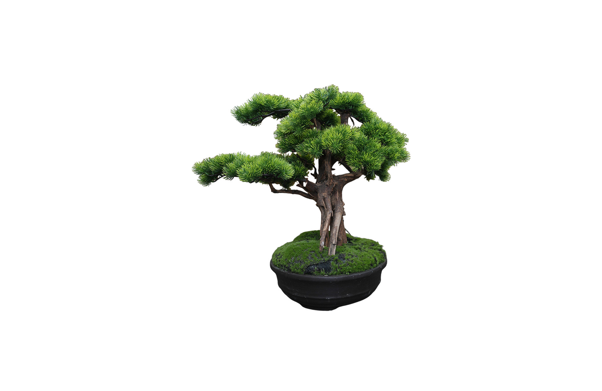 Home Decor Bonsai Lohansung Side View