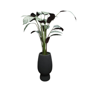 Home Decor GCR315L Vase Large & Callathea Ungu 150 B Front View