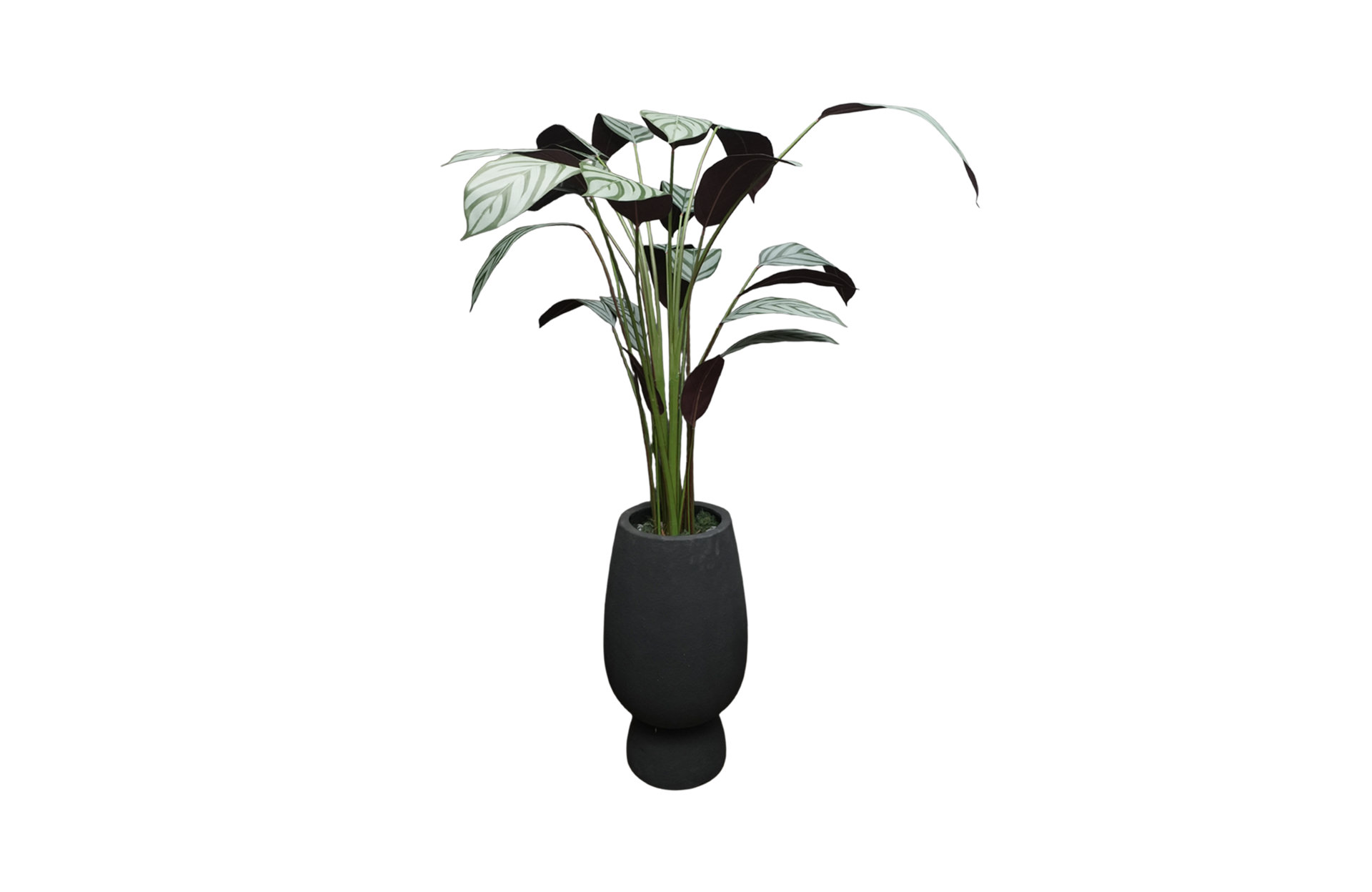 Home Decor GCR315L Vase Large & Callathea Ungu 150 B Front View
